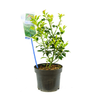 Падуб гостролистий Аляска купить