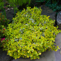 Бересклет Форчуна Эмеральд Голд купить