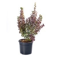 Барбарис купить