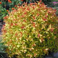 Спирея купить