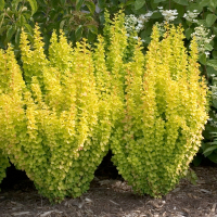 Барбарис тунберга Голден Торч купить