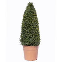 Самшит (буксус) вечнозеленый, форма пирамида купить