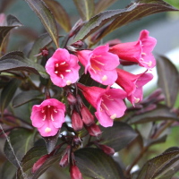 Вейгела цветущая Виктория купить