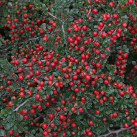 Кизильник гибридный Корал Бьюти купить