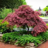 Клён веерный (пальмолистный) Гарнет купить