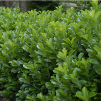 Лавровишня Ротундіфоліа купить