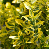 Бересклет Форчуна купить