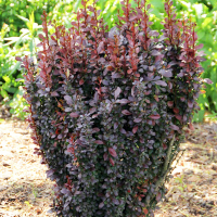 Барбарис Тунберга Ред Пілар купить