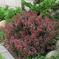 Барбарис Тунберга Атропурпуреа Нана купить