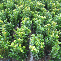 Буксус вічнозелений купить