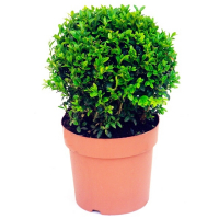Самшит (буксус) вічнозелений, форма куля купить
