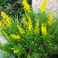 Дрок Шпаха купить