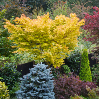 Клен віяловий Сангокаку купить