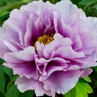 Пион древовидный микс купить