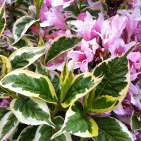 Вейгела квітуча Нана Варієгата купить