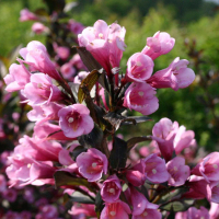 Вейгела квітуча Фоліс Пурпуреїс купить