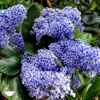 Kраснокоренник (Цеанотус)Trewithen Blue купить