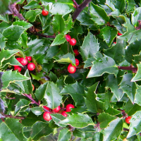 Падуб Мезерва Блю Принцесс купить