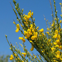 Ракитник микс на штамбе купить