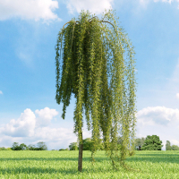 Карагана деревоподібна Пендула купить