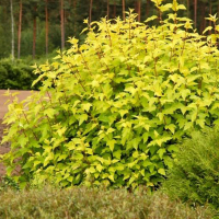 Физокурпус Ангел Голд купить