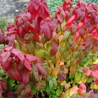 Спирея японская Macrophylla (ком) купить