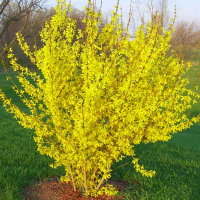 Форзиция (ком) купить