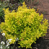 Барбарис Тунберга Ауреа купить