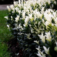 Бересклет японский Francien купить