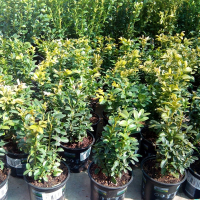 Самшит вечнозеленый (Buxus) купить