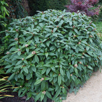 Калина Давида купить