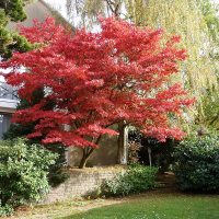 Клен віяловий Red Emperor купить