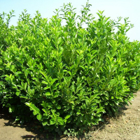 Лавровишня Ротундифолиа купить