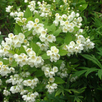 Жасмин веночный купить