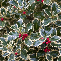 Падуб остролистный Аргентиа Маргината купить