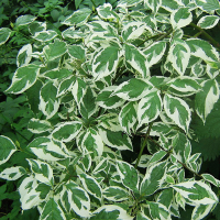 Дерен білий Елегантіссіма купить