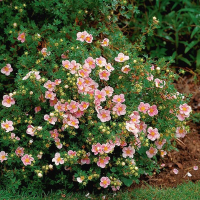 Лапчатка кустарниковая купить