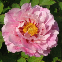 Пион древовидный микс купить