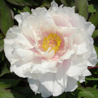 Півонія деревоподібний мікс купить