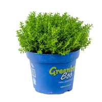 Хебе Emerald Green купить