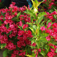 Вейгела гібридна Ред Принц купить