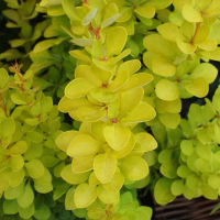 Барбарис тунберга Голден Торч купить