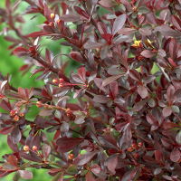 Барбарис Тунберга Ред Чіф купить