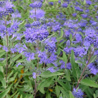 Кариоптерис кландонский Heavenly Blue купить