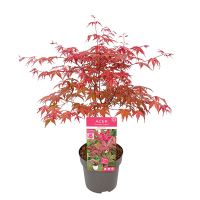 Клен веерный Beni-maiko купить