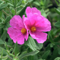 Ладанник Sunset купить