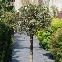 Падуб гостролистий Варієгата на штамбі купить