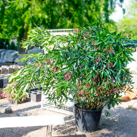 Олеандр купить