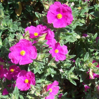 Ладанник припудренный Sunset купить