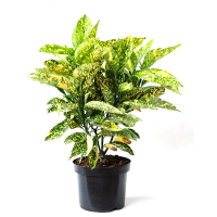 Аукуба японская Golden King купить